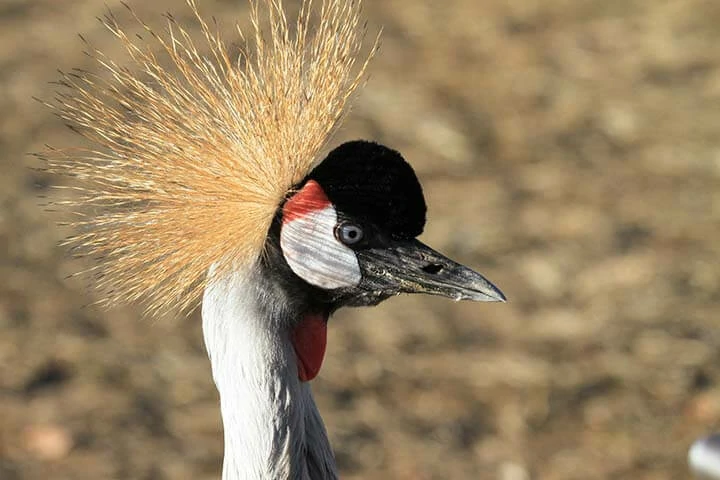 black crowned crane